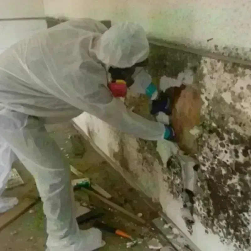 Mold Remediation and Removal in Trussville, AL